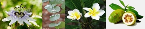 Mučenka, Eukalyptus gunnii, Kávovník, Noni