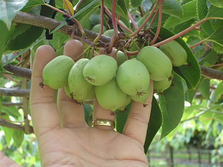 Pestovani Kiwi Na Zahrade () Pestovani Kiwi Na Zahrade