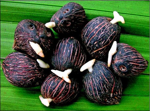 Semena Palem (semen palem, druhů palem, semena palem, ještě dnes, kousek exotiky) Semena Palem