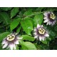 Mučenka-Maracuja (rostlina: passiflora edulis) - semena mučenky cca 12 ks *