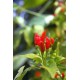Tabasco Chilli (rostlina: Capsucum) - semena chili 10 ks, pálivost 7/10 *