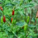 Tabasco Chilli (rostlina: Capsucum) - semena chili 10 ks, pálivost 7/10 *
