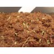Tab�k Virginsk� - Havana (rostlina: nicotiana tabacum) - semena 200 ks **