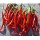Chilli Kozí Roh PRÉMIUM (rostlina: Capsicum) - semena chili 10 ks, pálivost 7/10 *