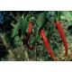 Chilli Kozí Roh PRÉMIUM (rostlina: Capsicum) - semena chili 10 ks, pálivost 7/10 *