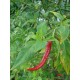 Chilli Kozí Roh PRÉMIUM (rostlina: Capsicum) - semena chili 10 ks, pálivost 7/10 *