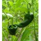 Mexick� Chilli Poblano Ancho (rostlina: Capsicum) - semena chili 10 ks, p�livost 1/10 *