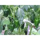 Mexick� Chilli Poblano Ancho (rostlina: Capsicum) - semena chili 10 ks, p�livost 1/10 *