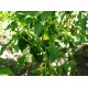 Mexick� Chilli Poblano Ancho (rostlina: Capsicum) - semena chili 10 ks, p�livost 1/10 *