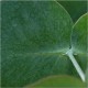 Eukalyptus Guni (rostlina: eucalyptus gunnii) - semena blahovičníku 12 ks *