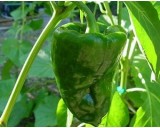 Mexick� Chilli Poblano Ancho (rostlina: Capsicum) - semena chili 10 ks, p�livost 1/10 *
