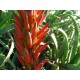 Aloe Prav� (rostlina: aloe vera) - semena aloe 7 ks *