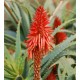 Aloe Prav� (rostlina: aloe vera) - semena aloe 7 ks *