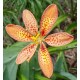 Angínovník Čínský (rostlina: belamcanda chinensis) - semena angínovníku 5 ks *