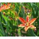 Angínovník Čínský (rostlina: belamcanda chinensis) - semena angínovníku 5 ks *