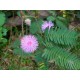 Citlivka stydlivá (masožravka: mimosa pudica) - semena masožravky 7 ks **