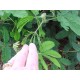 Citlivka stydlivá (masožravka: mimosa pudica) - semena masožravky 7 ks **