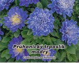 Astra ��nsk� - Pr�honick� trpasl�k modr� - semena 0,5g