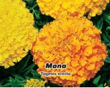 Aksamitník velkokvětý, nízký - Mona (žlutá/oranžová) - semena 0,6g
