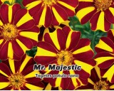 Aksamitn�k rozkladit� jednoduch� - Mr. Majestic - semena 0,3g