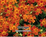 Aksamitník jemnolistý - Orange - semena 0,2g