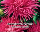 Astra ��nsk� jehlicovit�, vysok� - Karm�nov� �erven� - semena 0,5g