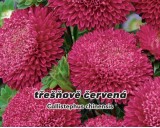 Astra čínská, pomponkovitá - Třešňove červená - semena 0,4g