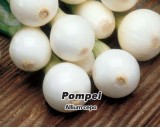 Cibule jarní lahůdková - Pompei - Semena - 1,5 g