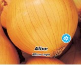 Cibule jarní žlutá - Alice - Semena - 2 g