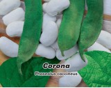 Fazol tyčkový - Velkozrný - Corona - Semena - 1,5 g