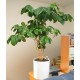 Kávovník arabský - Nana (rostlina: coffea arabica) - semena kávovníku 5 ks