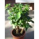 Kávovník arabský - Nana (rostlina: coffea arabica) - semena kávovníku 5 ks
