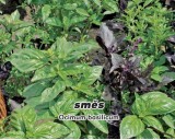 Bazalka mix - Genovese, Letuce Leaf, Red Rubin (rostliny: ocinum basilicum) semena 0,4g