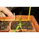 Pitaya - Dračí ovoce (rostlina: Hylocereus polyrhizus) - semena pitayi 7 ks