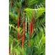 Palma Oranžová (Cyrtostachys renda) 4 semena