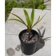 Palma Vřetenová (Hyophorbe verschaffeltii) - 4 semena palmy