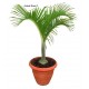 Palma Vřetenová (Hyophorbe verschaffeltii) - 4 semena palmy