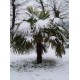 Palma Konopná (Trachycarpus fortunei) 3 semena
