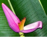 Ban�novn�k Ornata (rostlina: Musa ornata) - 5 semen ban�novn�ku