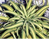 Ag�ve bracteosa (rostlina: agave bracteosa) - semena  10 ks