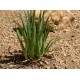 Ag�ve bracteosa (rostlina: agave bracteosa) - semena  10 ks