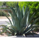 Ag�ve bracteosa (rostlina: agave bracteosa) - semena  10 ks