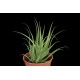 Ag�ve bracteosa (rostlina: agave bracteosa) - semena  10 ks