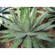 Agáve garciae mendozae (Agave garciae mendozae) 10 semen