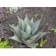 Agáve Mexická (rostlina: agave neomexicana) - semena 10 ks