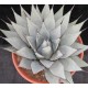 Agáve Mexická (rostlina: agave neomexicana) - semena 10 ks