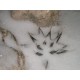Agáve Mexická (rostlina: agave neomexicana) - semena 10 ks