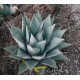 Agáve Mexická (rostlina: agave neomexicana) - semena 10 ks
