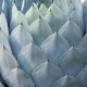 Agáve Parryi (rostlina: Agave parryi) - semena 10 ks