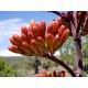 Agáve Parryi (rostlina: Agave parryi) - semena 10 ks